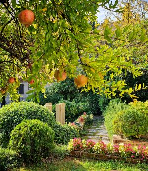 Santarcangelo-Villino-Garten-001